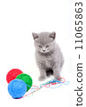 Little kitten playing with woolen clews 11065863