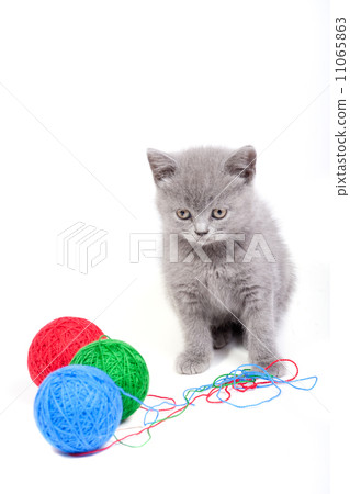 Little kitten playing with woolen clews Little kitten playing with woolen clews 11065863