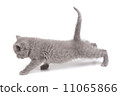 Playful little kitten isolated on white 11065866