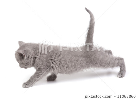 Playful little kitten isolated on white Playful little kitten isolated on white 11065866