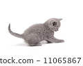 Playful little kitten isolated on white 11065867