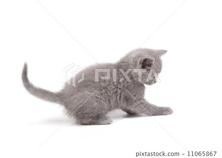Playful little kitten isolated on white Playful little kitten isolated on white 11065867