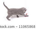 Playful little kitten isolated on white 11065868