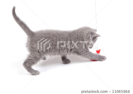 Playful little kitten isolated on white Playful little kitten isolated on white 11065868