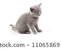 Playful little kitten isolated on white 11065869