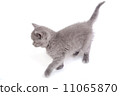 Playful little kitten isolated on white 11065870