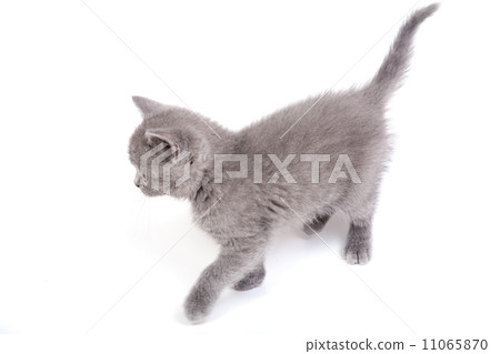 Playful little kitten isolated on white Playful little kitten isolated on white 11065870