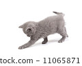 Playful little kitten isolated on white 11065871