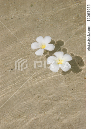 漂浮在淺水區的羽毛 11065953