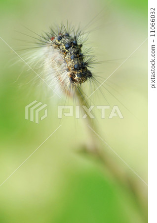 Caterpillar 11066032
