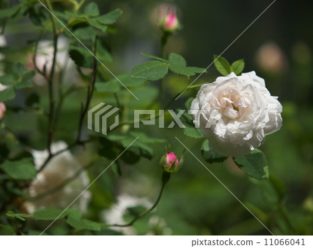 Madam Plantier 11066041