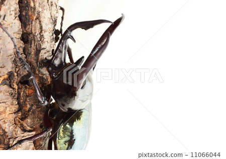 在白色背景的白種人藍色關鍵樹 在白色背景的白種人藍色關鍵樹 11066044