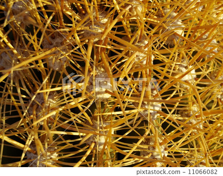 Detailed view of cactus Detailed view of cactus 11066082