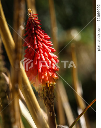 Red bloom of Andes 11066092