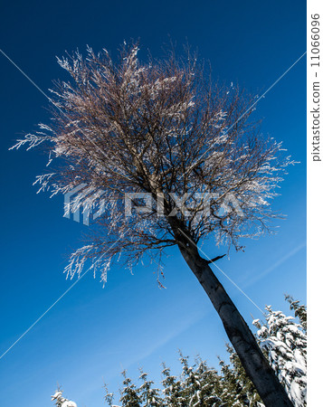 图库照片: frozen beech tree in winter time