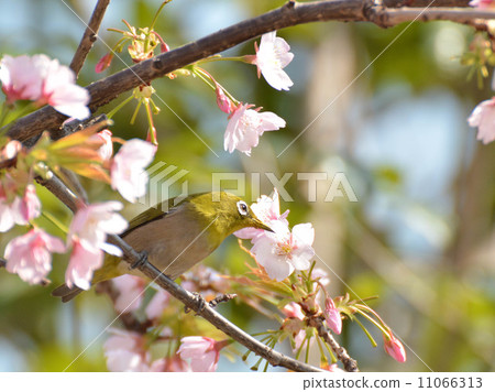 White-eye White-eye 11066313