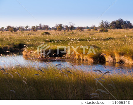 Landscape at Okavango river 11066348