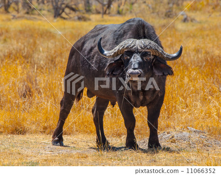 Big black buffalo 11066352