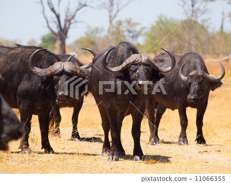 Buffalos alert 11066355