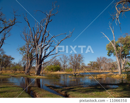 Ford in Paradise Pools area in Okavango delta Ford in Paradise Pools area in Okavango delta 11066358