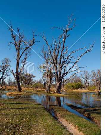 Ford in Paradise Pools area in Okavango delta 11066359
