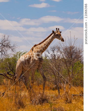 Giraffe in savanna 11066366