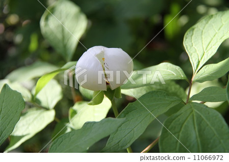 Yamazakiyaku 11066972