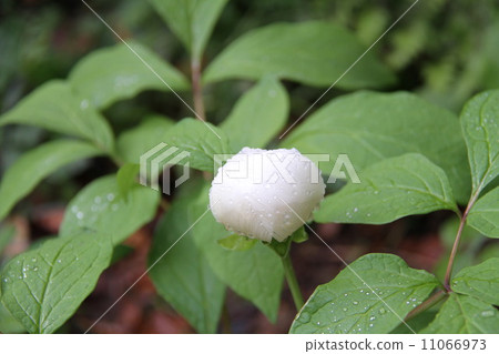 Yamazakiyaku 11066973