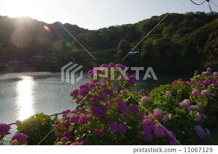 Hydrangea Hara Springs 11067129
