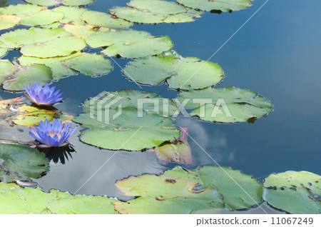 Water lily · purple 11067249