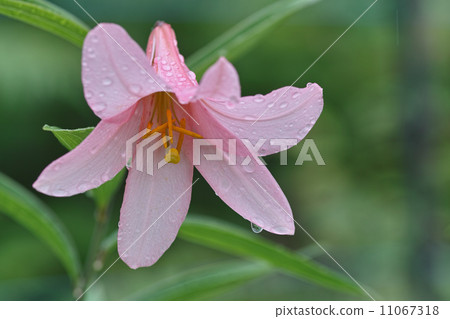 雨滴的雨雪 11067318