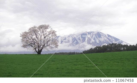 Koiwai farm 1 cherry tree Koiwai farm 1 cherry tree 11067458