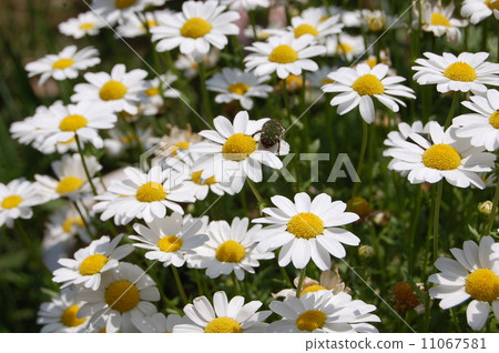 Margaret flowers 11067581