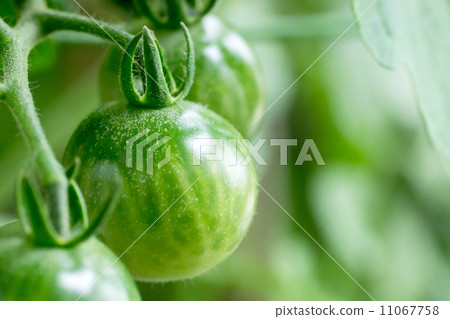 櫻桃西紅柿 櫻桃西紅柿 11067758