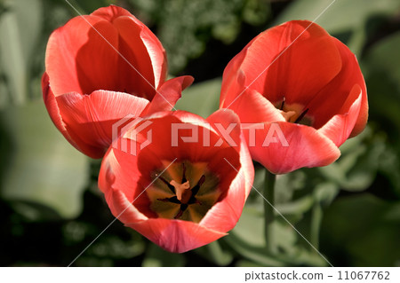 Three bright red tulips in the garden Three bright red tulips in the garden 11067762