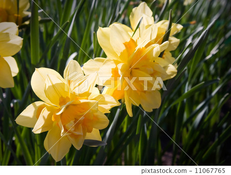 Yellow narcissus flower macro view Yellow narcissus flower macro view 11067765