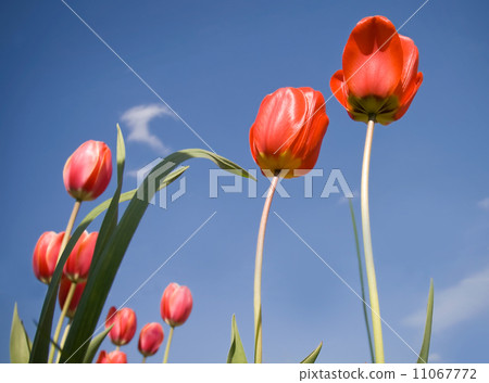 Bright-red tulips with blue sky on the background Bright-red tulips with blue sky on the background 11067772