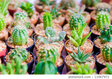 Close up of Cactus plant in flowerpot Close up of Cactus plant in flowerpot 11067972