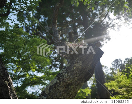 在樹的花 在樹的花 11068235