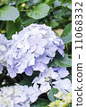 hydrangea   11068332