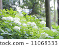 hydrangea   11068333