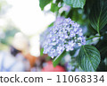 hydrangea   11068334