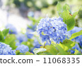 hydrangea   11068335