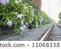 Hydrangea flowering on the track 11068338