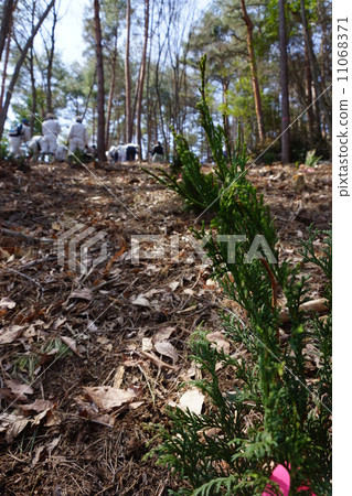 Tree planting festival 11068371