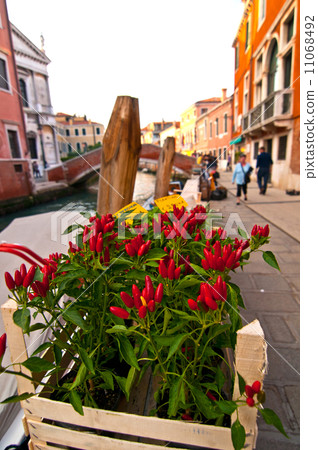 Venice Italy red chili pepper plant Venice Italy red chili pepper plant 11068492