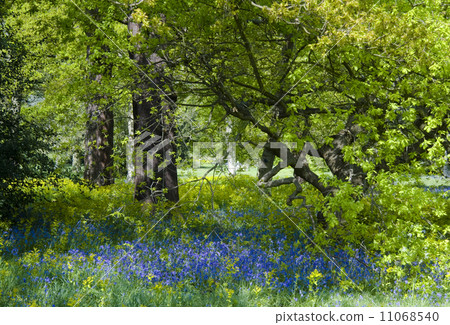 Bluebell wood Bluebell wood 11068540