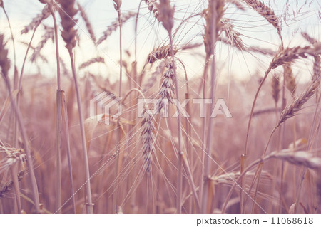 Wheat Wheat 11068618