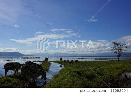 Lake and zebra 11068904