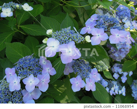 Hydrangea 11068954